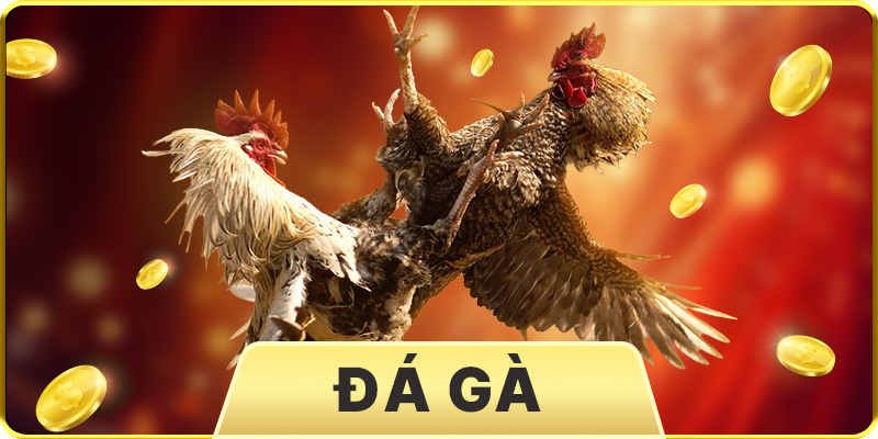 Thumb đá gà